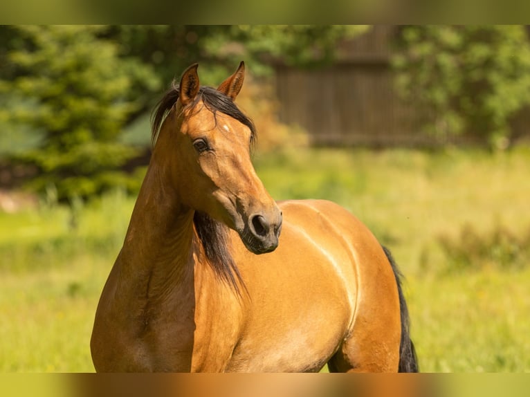 PRE Mix Merrie 3 Jaar 165 cm Bruin in Feuchtwangen