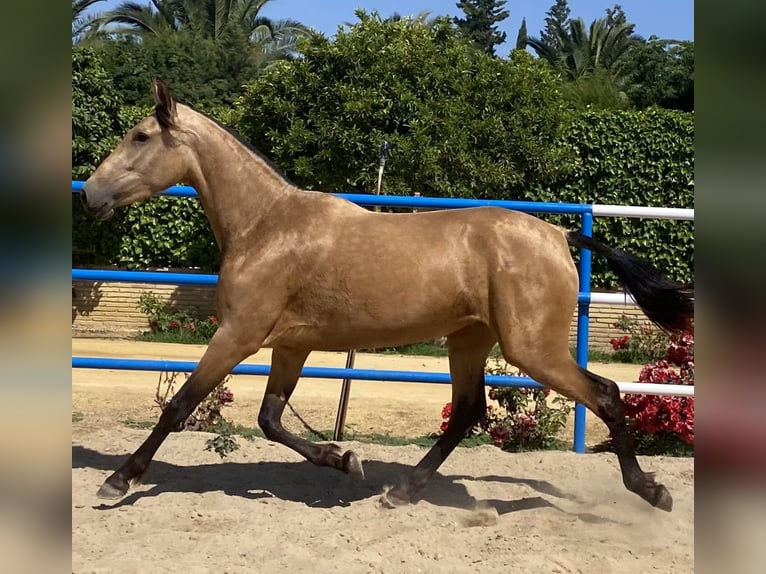 PRE Merrie 3 Jaar 165 cm Falbe in Fuentes De Andalucia