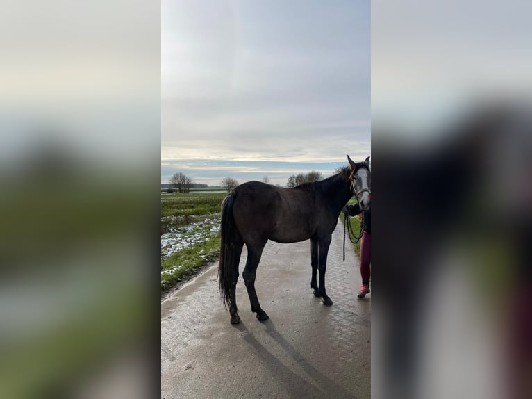 PRE Merrie 3 Jaar 165 cm kan schimmel zijn in Setzingen