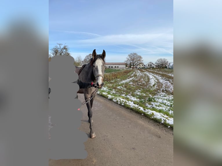 PRE Merrie 3 Jaar 165 cm kan schimmel zijn in Setzingen