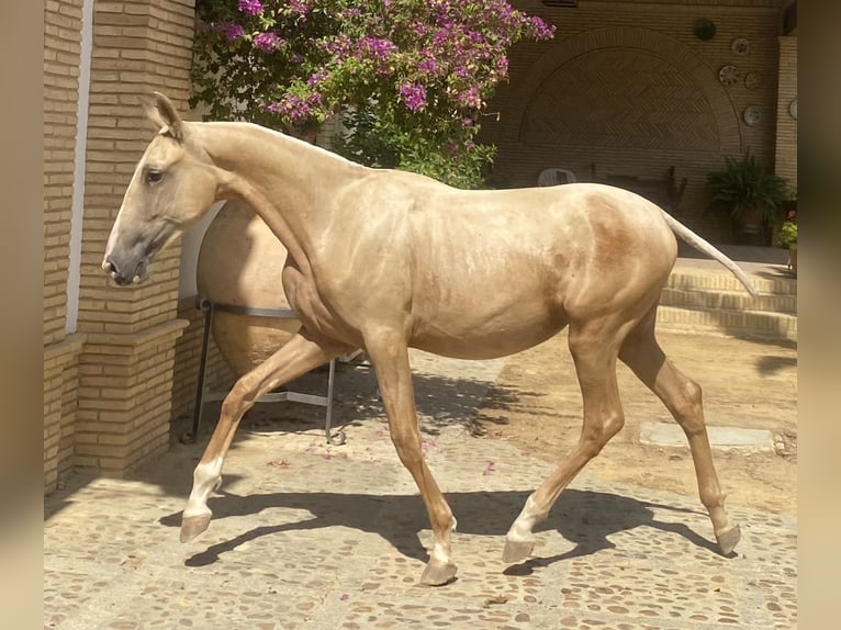 PRE Merrie 3 Jaar 165 cm Palomino in Fuentes De Andalucia