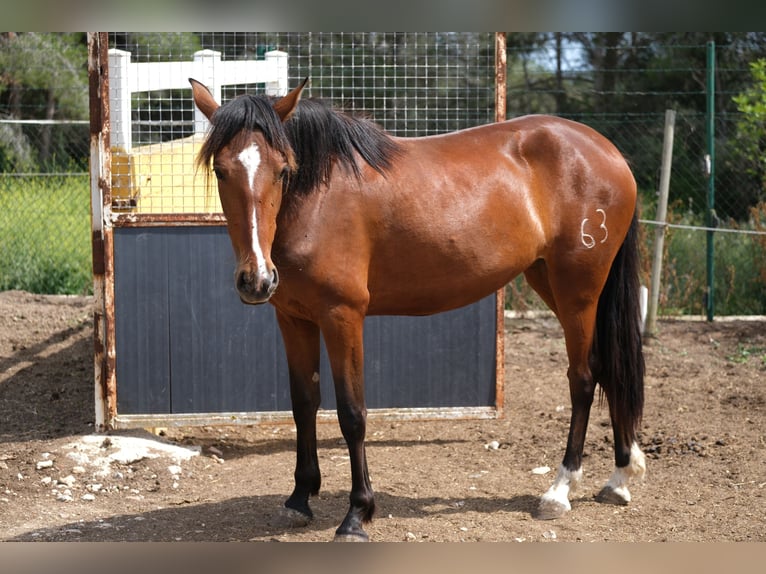 PRE Mix Merrie 3 Jaar 165 cm Roodbruin in Hamburg