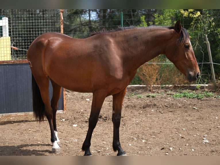 PRE Mix Merrie 3 Jaar 165 cm Roodbruin in Hamburg