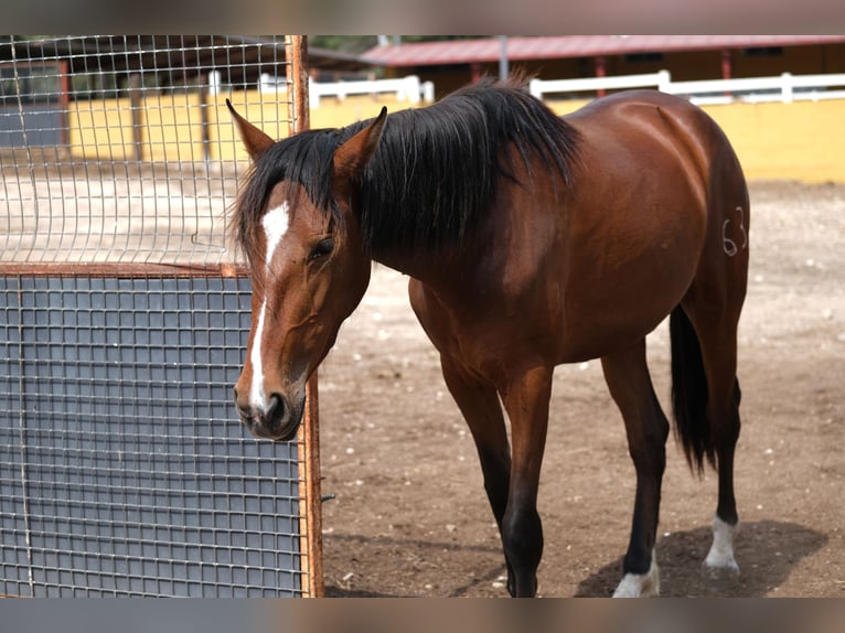 PRE Mix Merrie 3 Jaar 165 cm Roodbruin in Hamburg