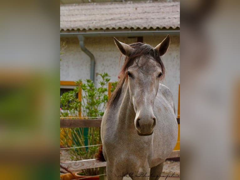 PRE Merrie 3 Jaar 165 cm Schimmel in Brandis