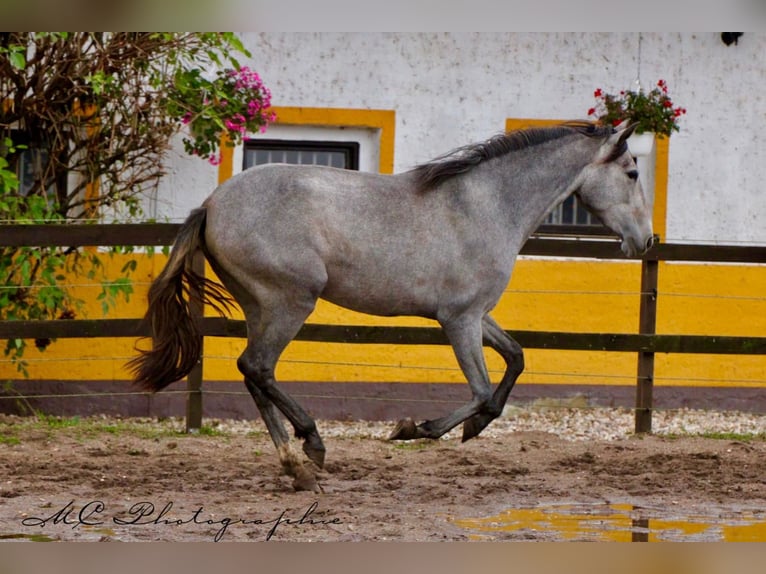 PRE Merrie 3 Jaar 165 cm Schimmel in Brandis