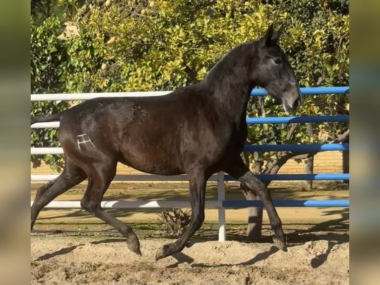 PRE Merrie 3 Jaar 165 cm Schimmel in Fuentes De Andalucia