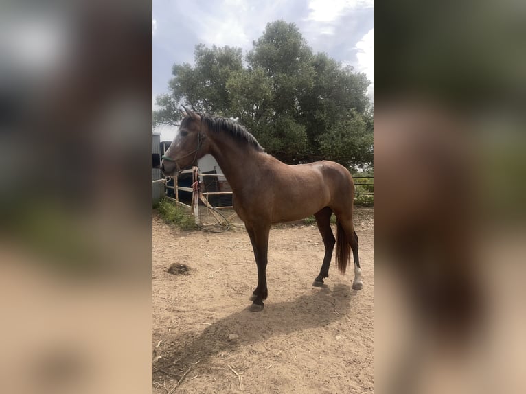 PRE Merrie 3 Jaar 165 cm Schimmel in Benalup-Casas Viejas