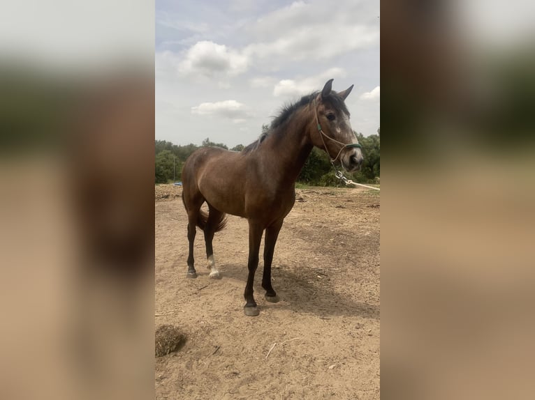 PRE Merrie 3 Jaar 165 cm Schimmel in Benalup-Casas Viejas