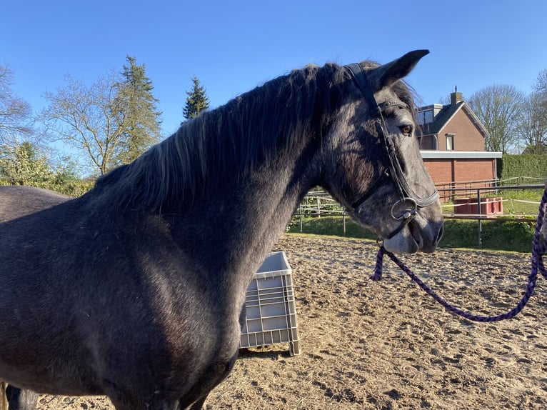 PRE Mix Merrie 3 Jaar 165 cm Schimmel in Venlo