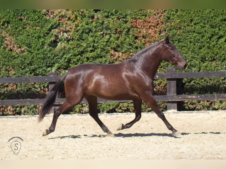 PRE Mix Merrie 3 Jaar 165 cm Zwart in Almonte