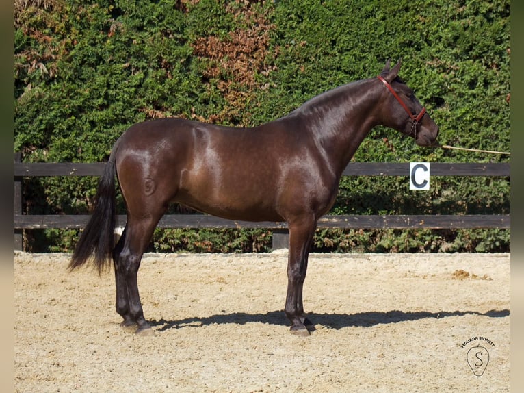 PRE Mix Merrie 3 Jaar 165 cm Zwart in Almonte