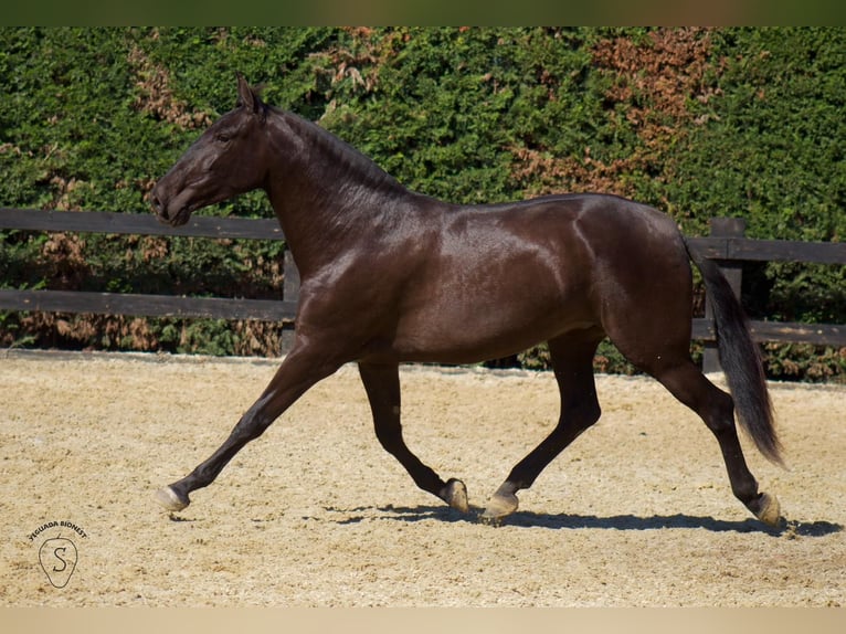 PRE Mix Merrie 3 Jaar 165 cm Zwart in Almonte