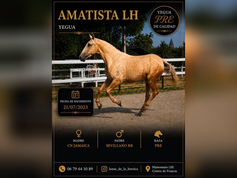 PRE Mix Merrie 3 Jaar 166 cm Palomino in Maisonnais