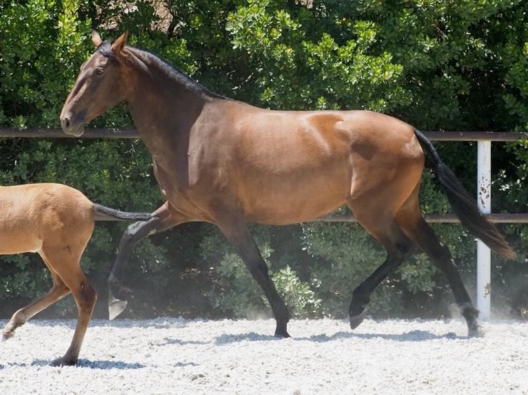 PRE Mix Merrie 3 Jaar 166 cm Roodbruin in NAVAS DEL MADRONO