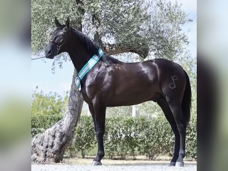 PRE Merrie 3 Jaar 167 cm Schimmel in Fuentes De Andalucia