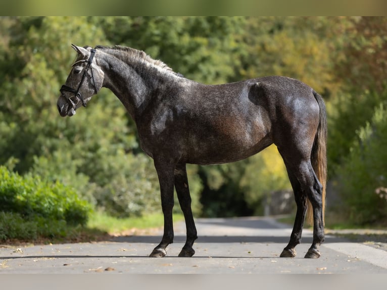 PRE Merrie 3 Jaar 167 cm Schimmel in Windhagen