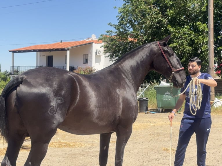 PRE Merrie 3 Jaar 171 cm Zwart in Santa Marta