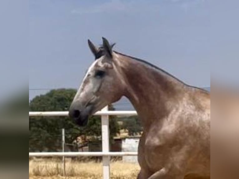 PRE Merrie 3 Jaar 175 cm Vliegenschimmel in Navalvillar De Pela