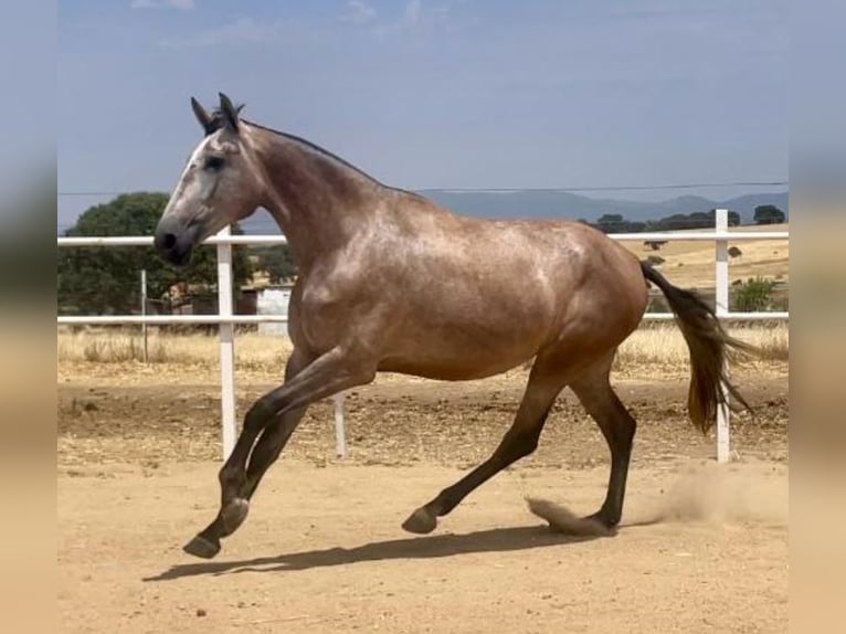 PRE Merrie 3 Jaar 175 cm Vliegenschimmel in Navalvillar De Pela