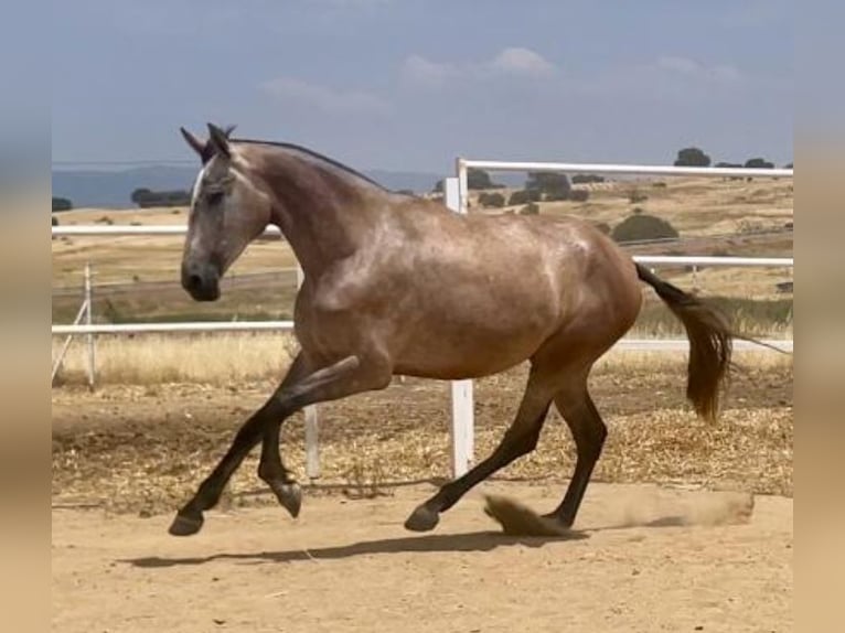 PRE Merrie 3 Jaar 175 cm Vliegenschimmel in Navalvillar De Pela