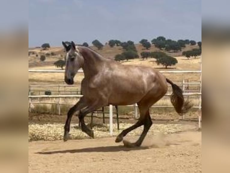PRE Merrie 3 Jaar 175 cm Vliegenschimmel in Navalvillar De Pela
