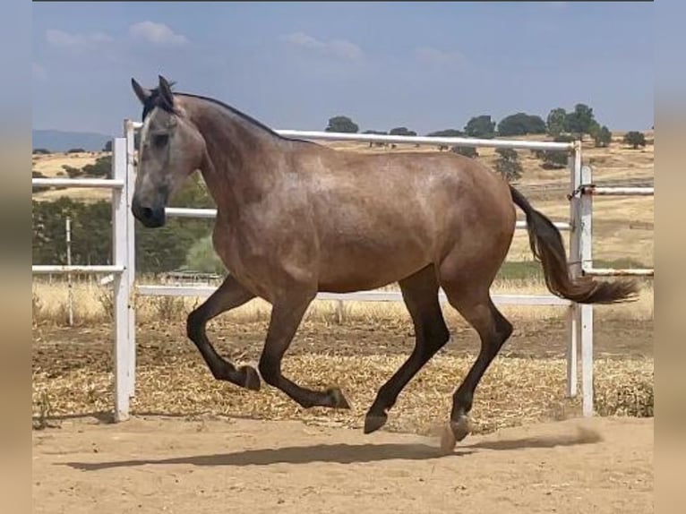 PRE Merrie 3 Jaar 175 cm Vliegenschimmel in Navalvillar De Pela