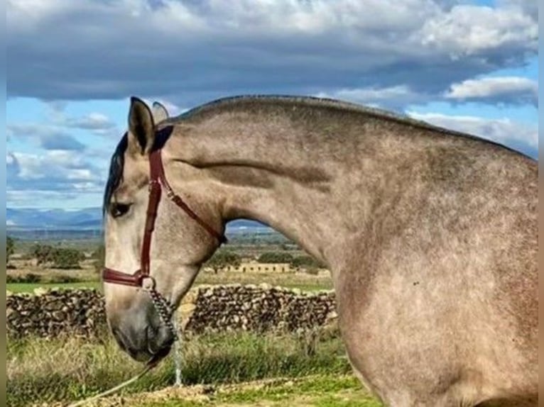 PRE Mix Merrie 3 Jaar 175 cm Vliegenschimmel in Navalvillar De Pela