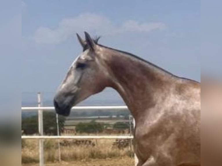 PRE Merrie 3 Jaar 175 cm Vliegenschimmel in Navalvillar De Pela