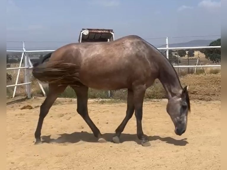 PRE Merrie 3 Jaar 175 cm Vliegenschimmel in Navalvillar De Pela