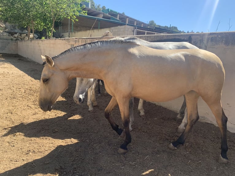 PRE Merrie 3 Jaar Buckskin in Alcoi/Alcoy