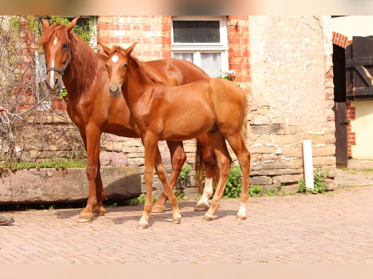 PRE Merrie 3 Jaar Palomino in Drebsdorf