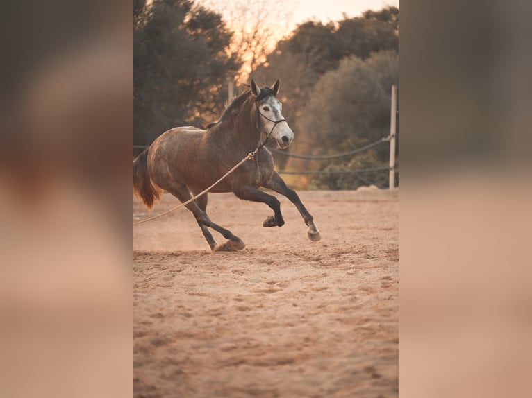 PRE Mix Merrie 3 Jaar Schimmel in Felanitx