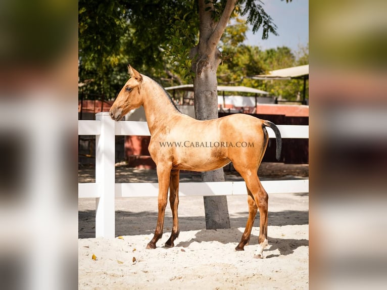 PRE Mix Merrie 4 Jaar 145 cm Buckskin in Rafelguaraf