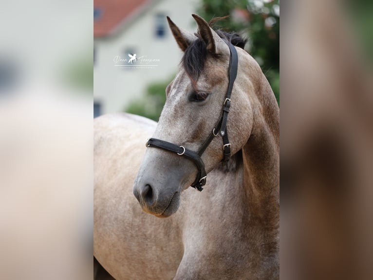 PRE Merrie 4 Jaar 153 cm Schimmel in Bad Laer