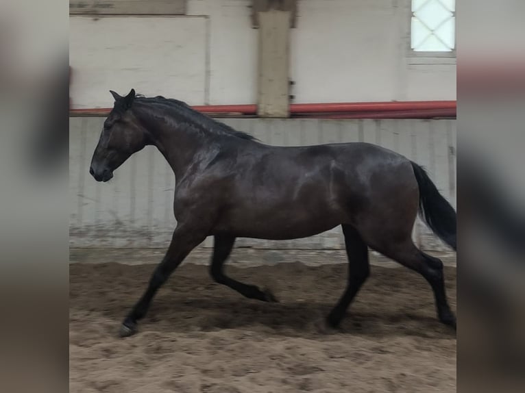 PRE Mix Merrie 4 Jaar 153 cm Zwart in Traventhal