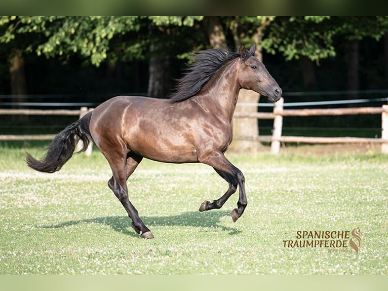 PRE Mix Merrie 4 Jaar 153 cm Zwart in Traventhal