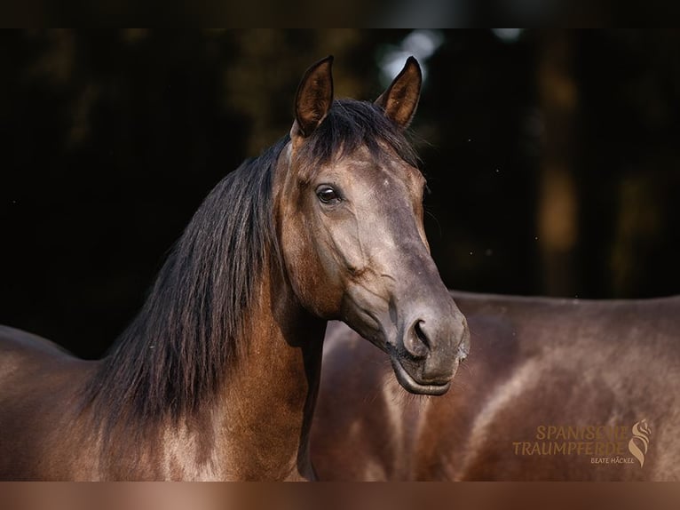 PRE Mix Merrie 4 Jaar 153 cm Zwart in Traventhal