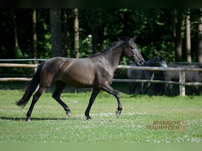 PRE Mix Merrie 4 Jaar 153 cm Zwart in Traventhal