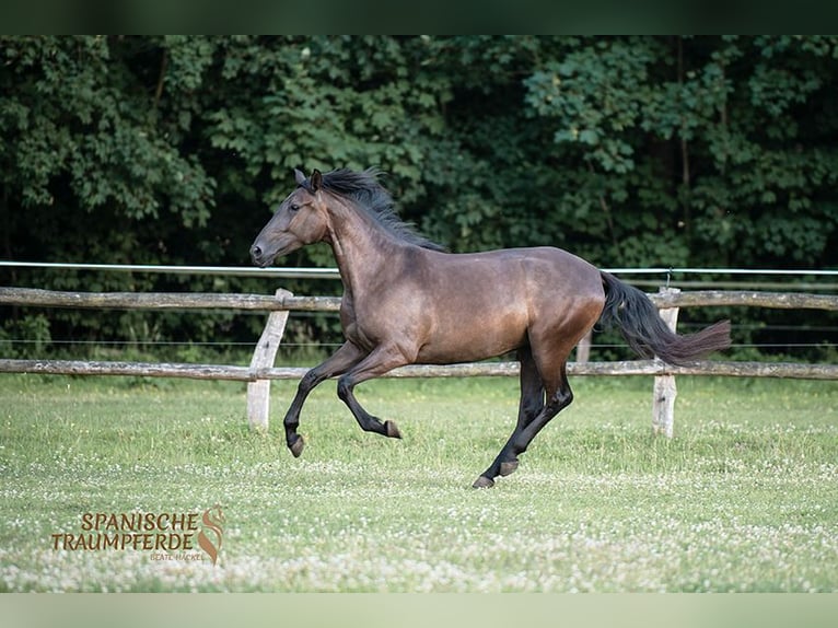 PRE Mix Merrie 4 Jaar 153 cm Zwart in Traventhal