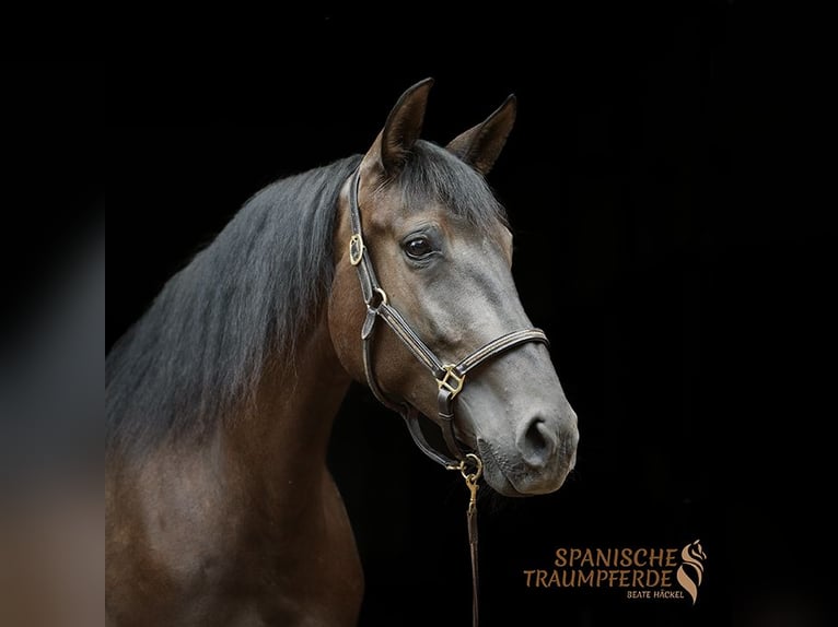 PRE Mix Merrie 4 Jaar 153 cm Zwart in Traventhal