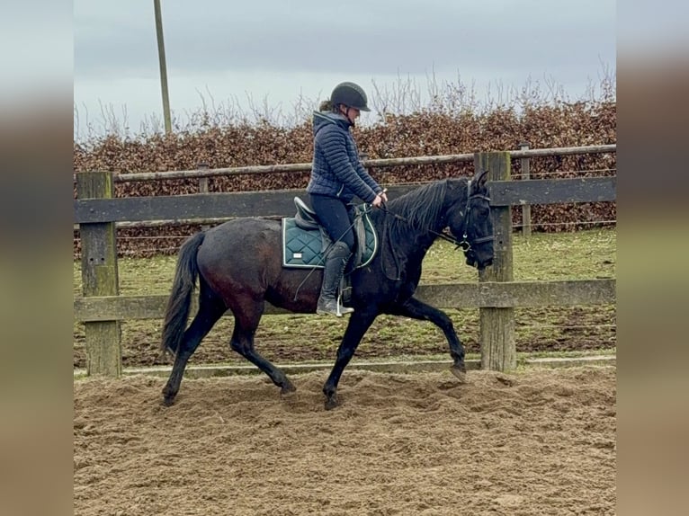 PRE Mix Merrie 4 Jaar 153 cm Zwart in Daleiden