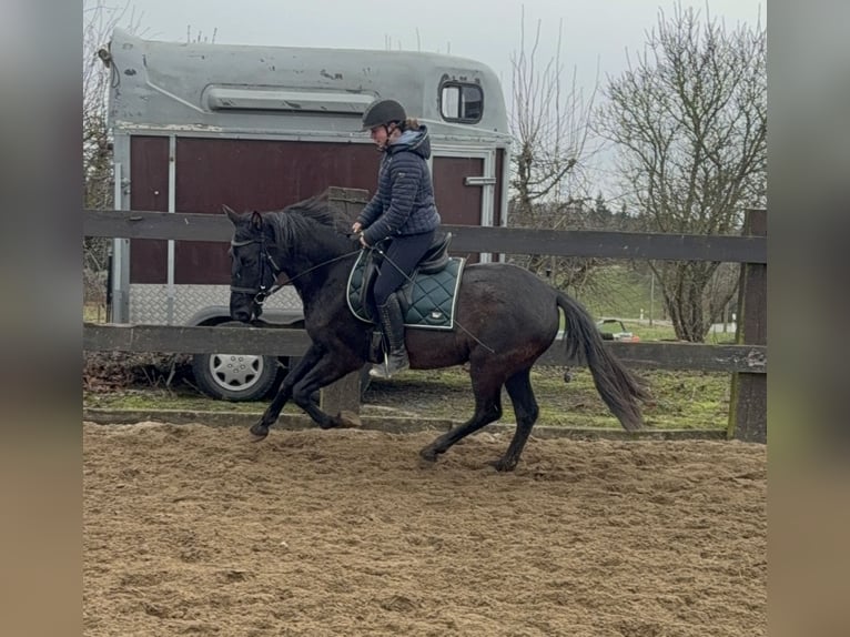 PRE Mix Merrie 4 Jaar 153 cm Zwart in Daleiden