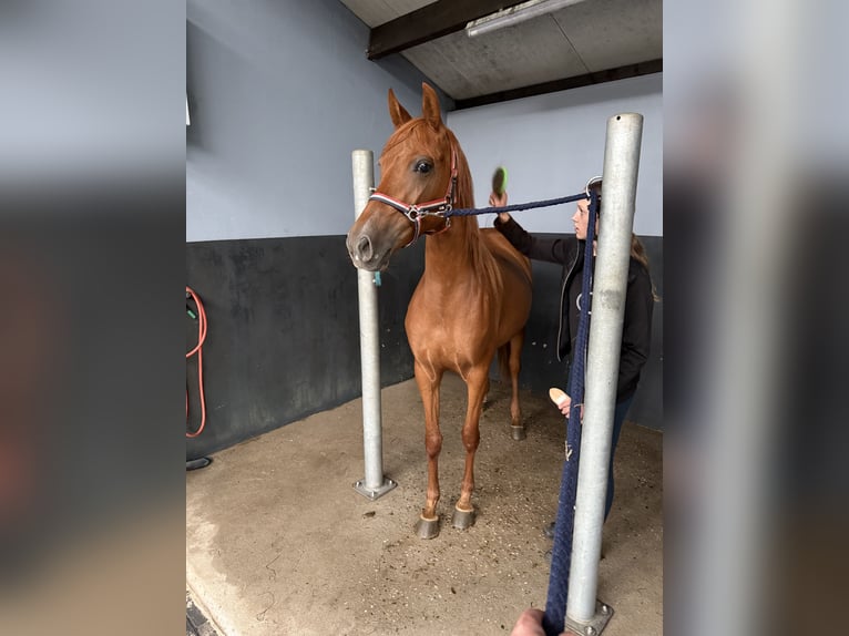 PRE Mix Merrie 4 Jaar 154 cm Donkere-vos in Zieuwent