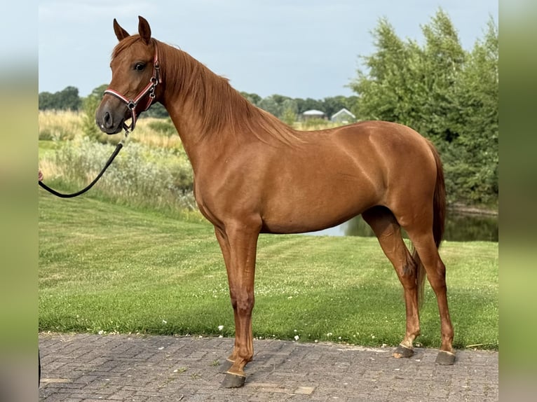 PRE Mix Merrie 4 Jaar 154 cm Donkere-vos in Zieuwent