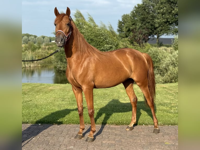 PRE Mix Merrie 4 Jaar 154 cm Donkere-vos in Zieuwent
