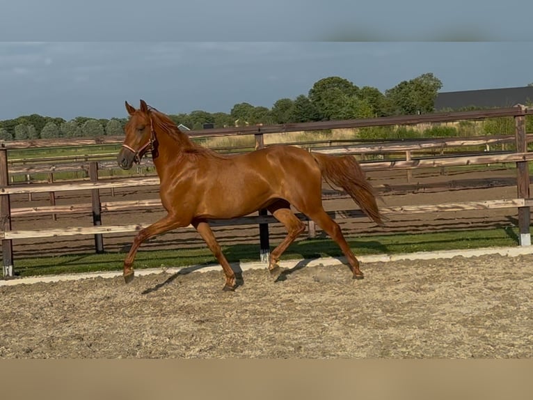 PRE Mix Merrie 4 Jaar 154 cm Donkere-vos in Zieuwent