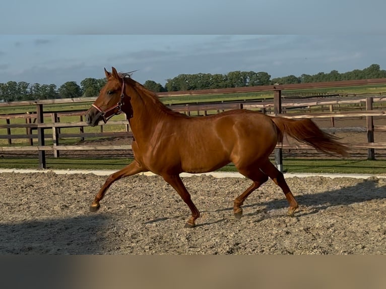 PRE Mix Merrie 4 Jaar 154 cm Donkere-vos in Zieuwent