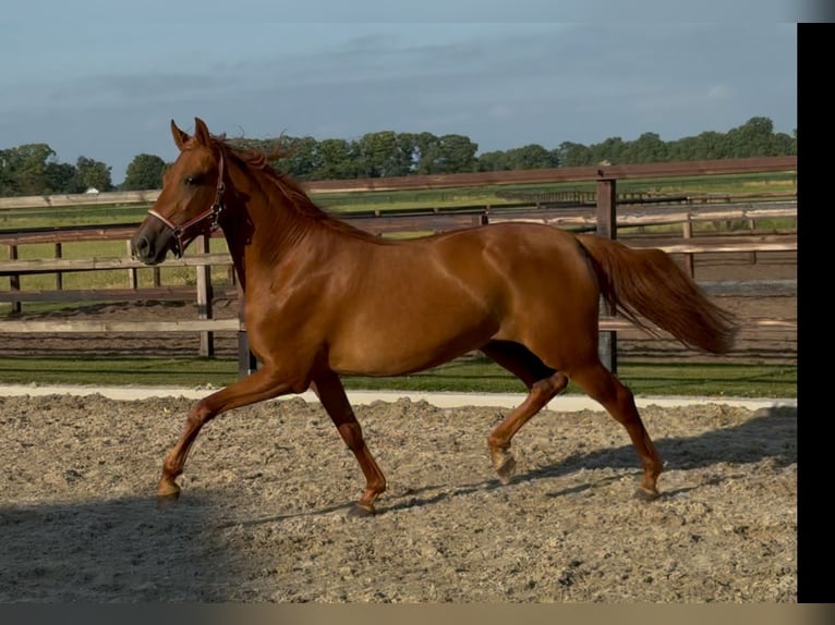 PRE Mix Merrie 4 Jaar 154 cm Donkere-vos in Zieuwent