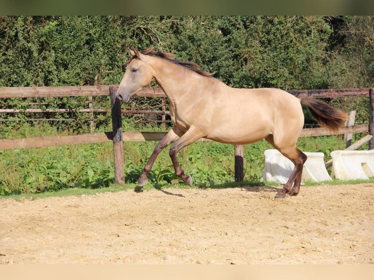 PRE Merrie 4 Jaar 154 cm Falbe in Lamorlaye